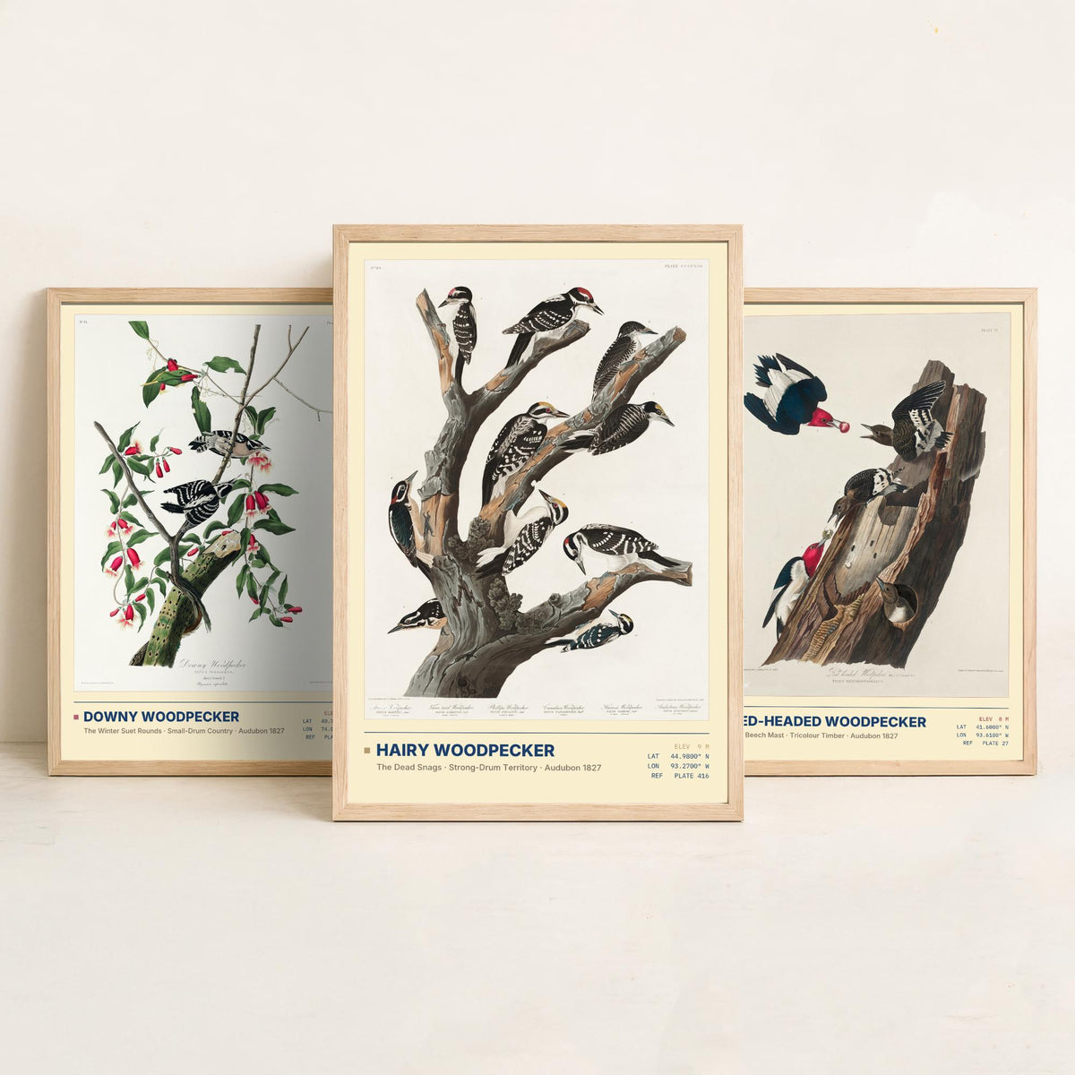 Audubon Woodpeckers Set of Three Art Prints - Downy, Red-headed and Hairy Woodpecker - Birds of America Illustrations Cabin Posters