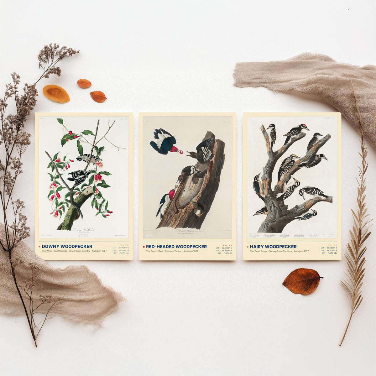 Audubon Woodpeckers Set of Three Art Prints - Downy, Red-headed and Hairy Woodpecker - Birds of America Illustrations Cabin Posters