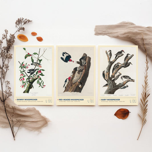 Audubon Woodpeckers Set of Three Art Prints - Downy, Red-headed and Hairy Woodpecker - Birds of America Illustrations Cabin Posters