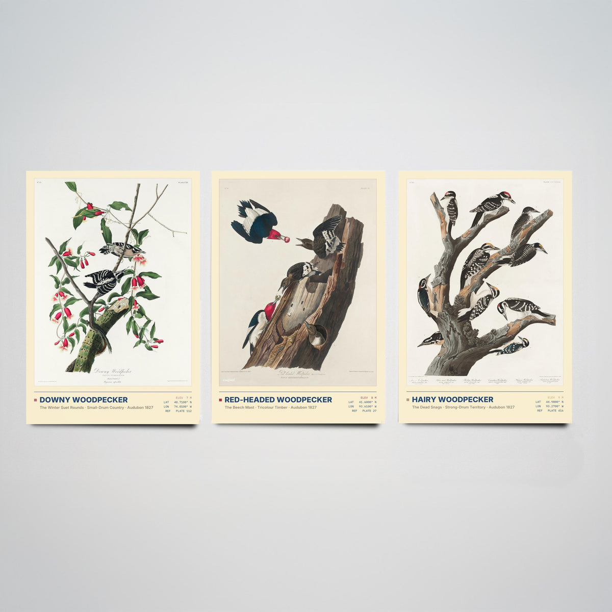 Audubon Woodpeckers Set of Three Art Prints - Downy, Red-headed and Hairy Woodpecker - Birds of America Illustrations Cabin Posters