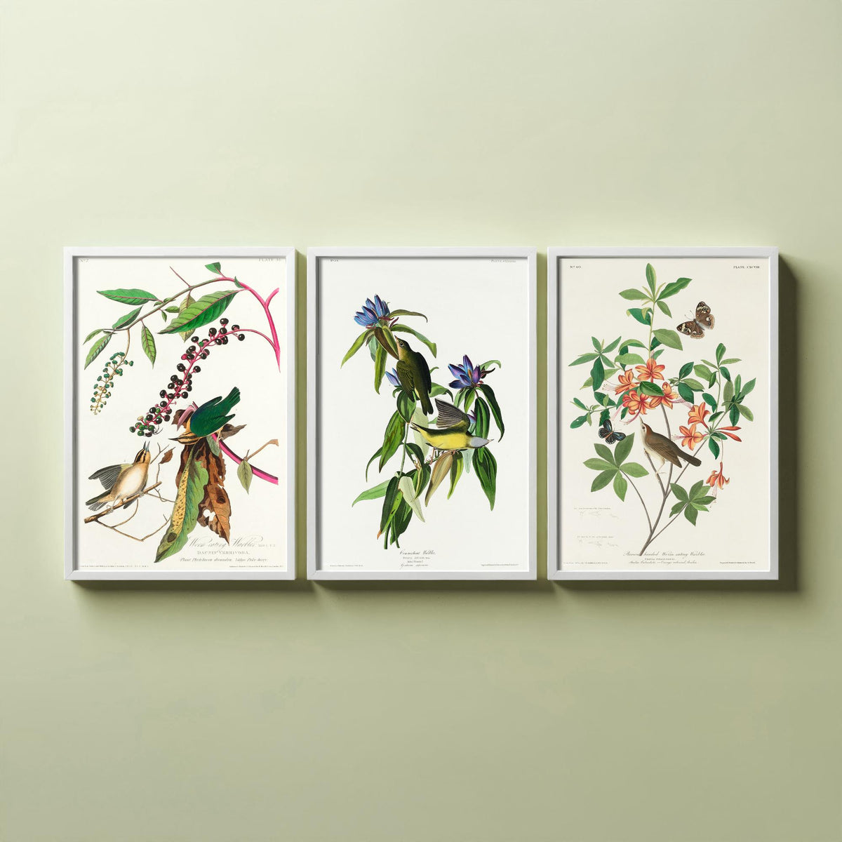 Set of Three John James Audubon Prints - Worm-eating Connecticut and Brown-headed Warbler - 3 Bird Paintings Poster Wall Art