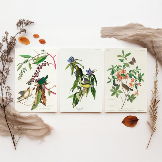Set of Three John James Audubon Prints - Worm-eating Connecticut and Brown-headed Warbler - 3 Bird Paintings Poster Wall Art