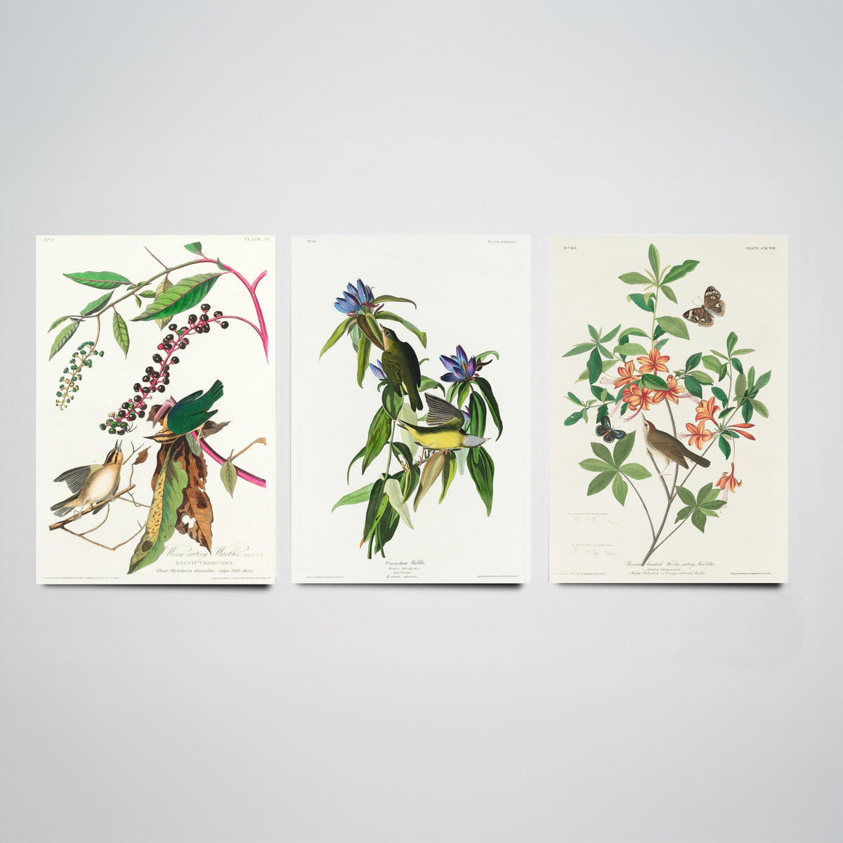 Set of Three John James Audubon Prints - Worm-eating Connecticut and Brown-headed Warbler - 3 Bird Paintings Poster Wall Art