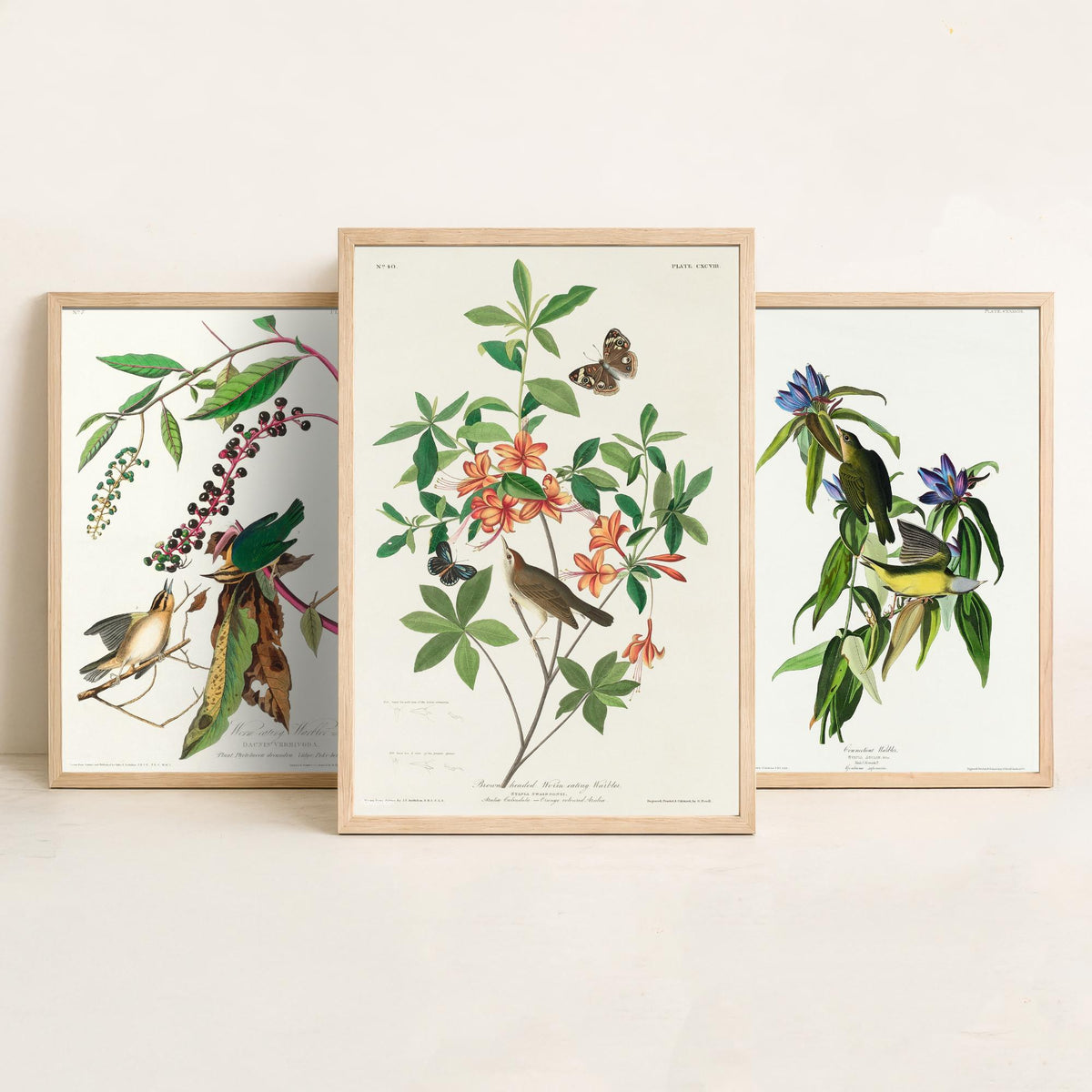 Set of Three John James Audubon Prints - Worm-eating Connecticut and Brown-headed Warbler - 3 Bird Paintings Poster Wall Art