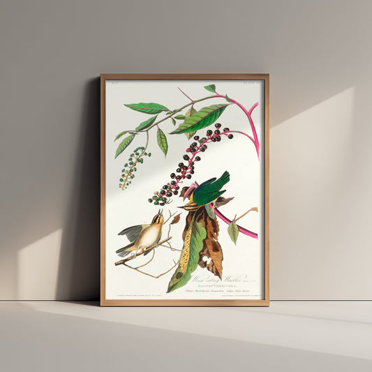 Worm-eating Warbler - John James Audubon Birds of America - Vintage Songbird Art Print Poster Illustration