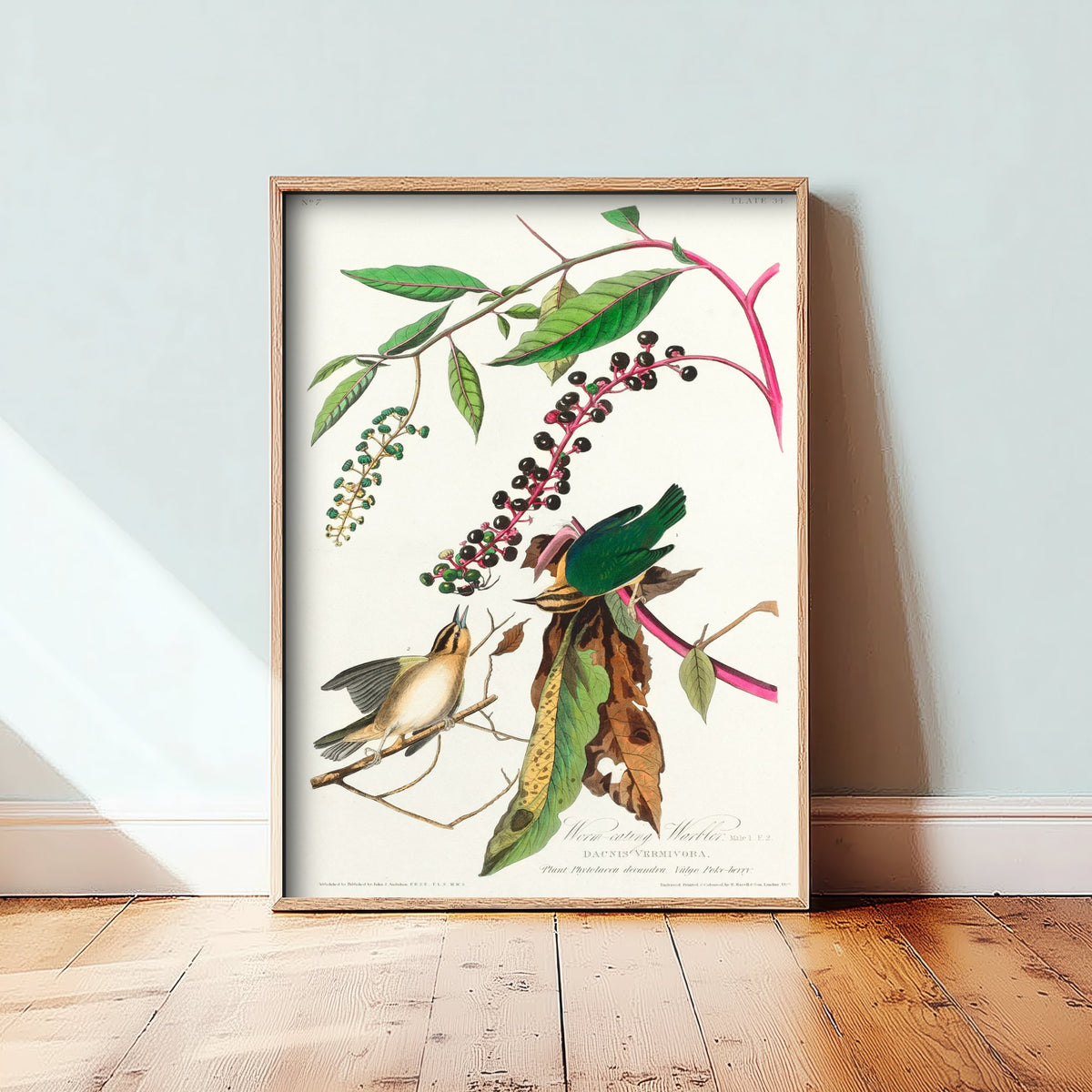 Worm-eating Warbler - John James Audubon Birds of America - Vintage Songbird Art Print Poster Illustration