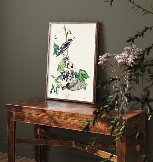 Yellow-bellied Sapsucker Art Print - John James Audubon Birds of America Vintage Woodpecker Illustration Poster