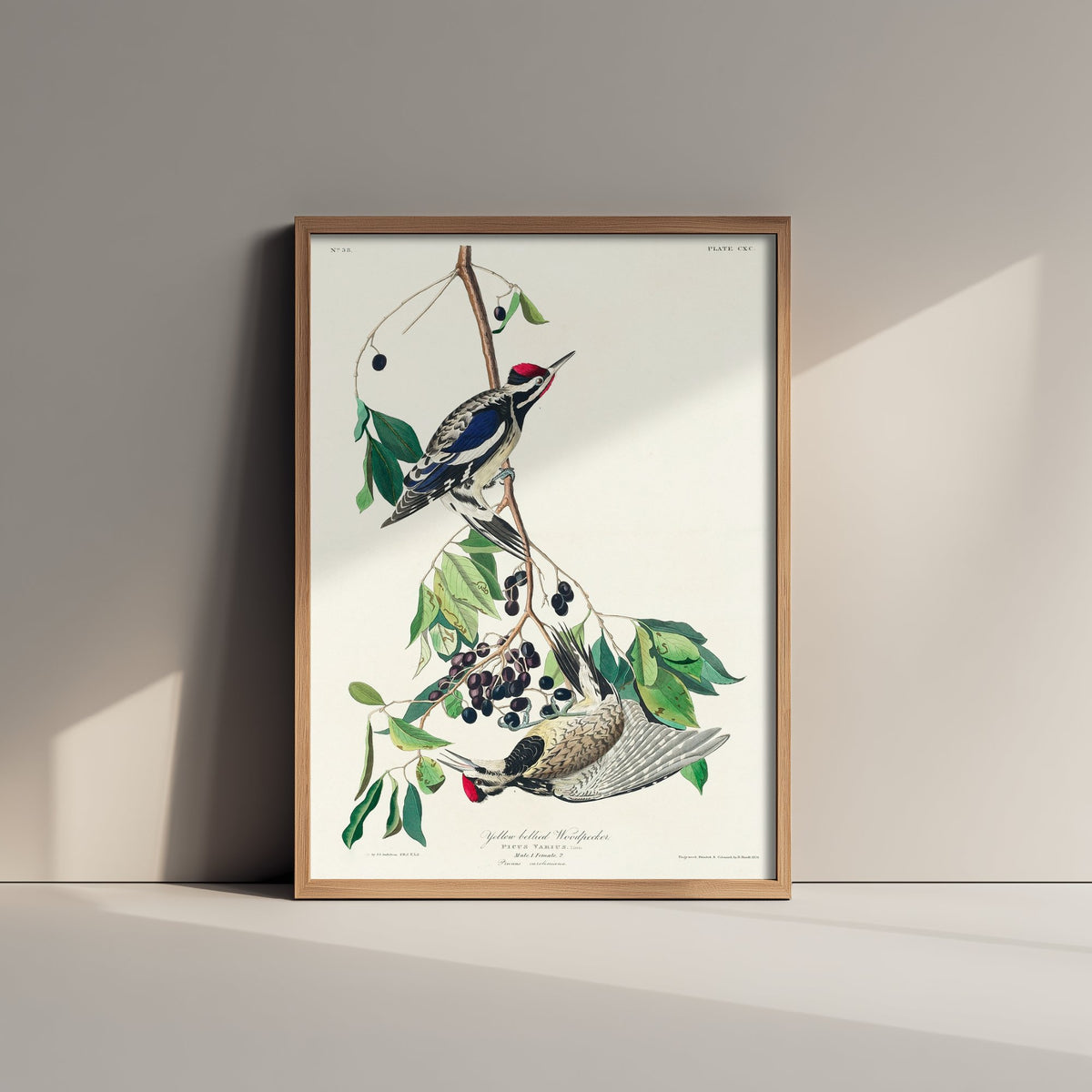 Yellow-bellied Sapsucker Art Print - John James Audubon Birds of America Vintage Woodpecker Illustration Poster