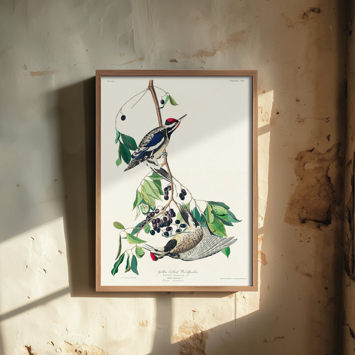 Yellow-bellied Sapsucker Art Print - John James Audubon Birds of America Vintage Woodpecker Illustration Poster