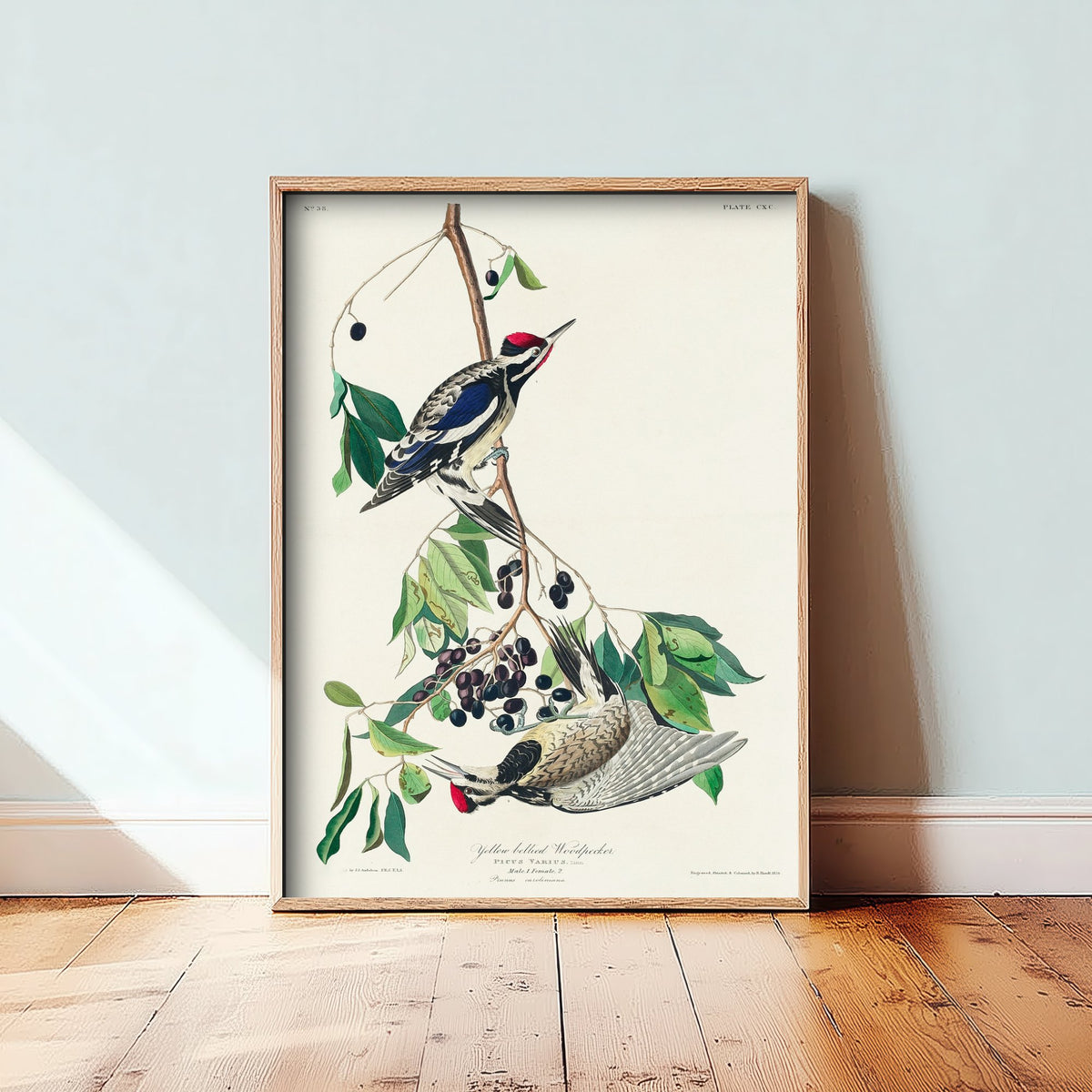 Yellow-bellied Sapsucker Art Print - John James Audubon Birds of America Vintage Woodpecker Illustration Poster