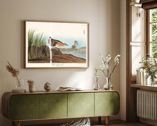 Yellow Rail Art Print - John James Audubon Birds of America Vintage Marsh Bird Illustration Poster