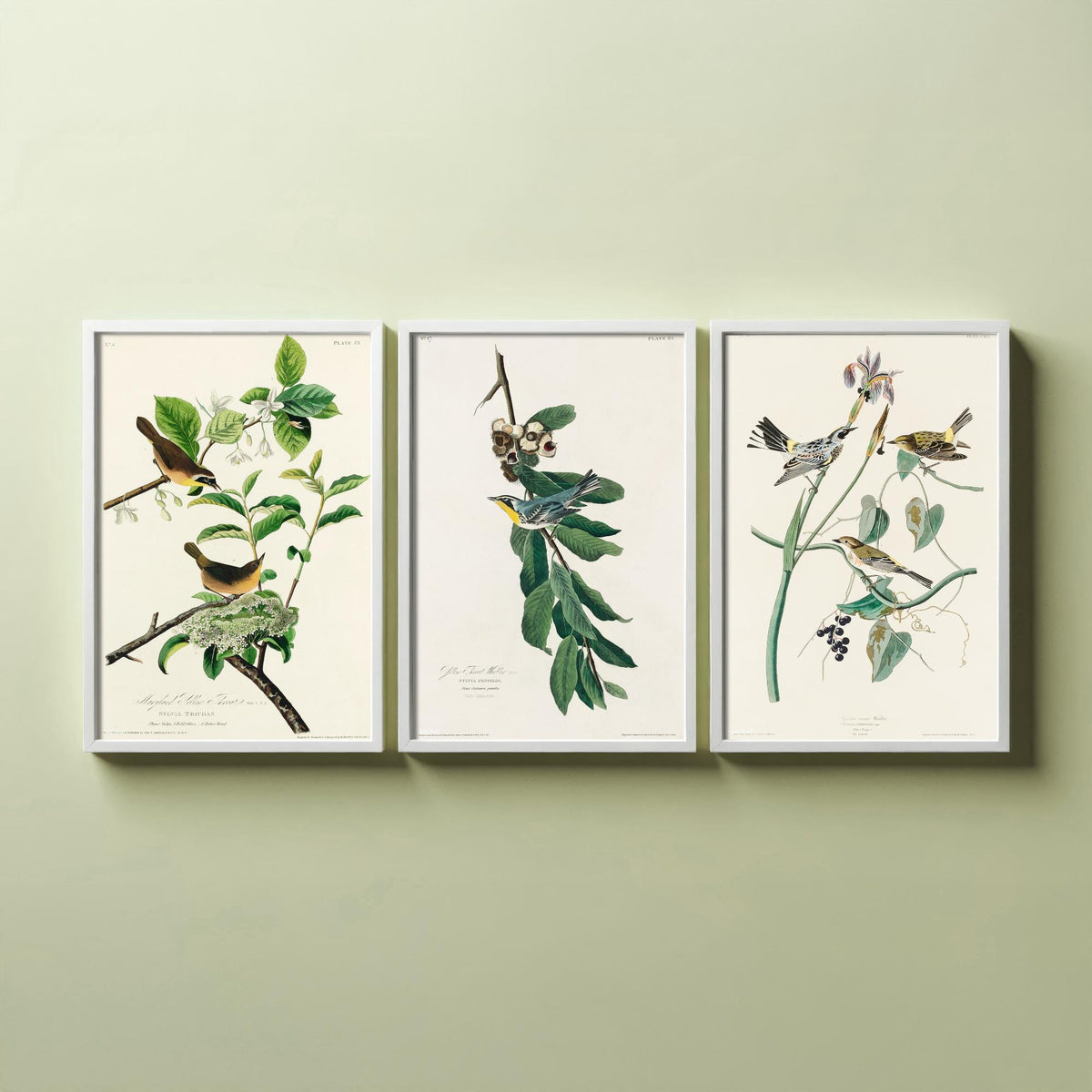 Set of Three John James Audubon Prints - Yellow-breasted Yellow-throated Yellow-crowned Warbler - 3 Bird Paintings Poster Wall Art