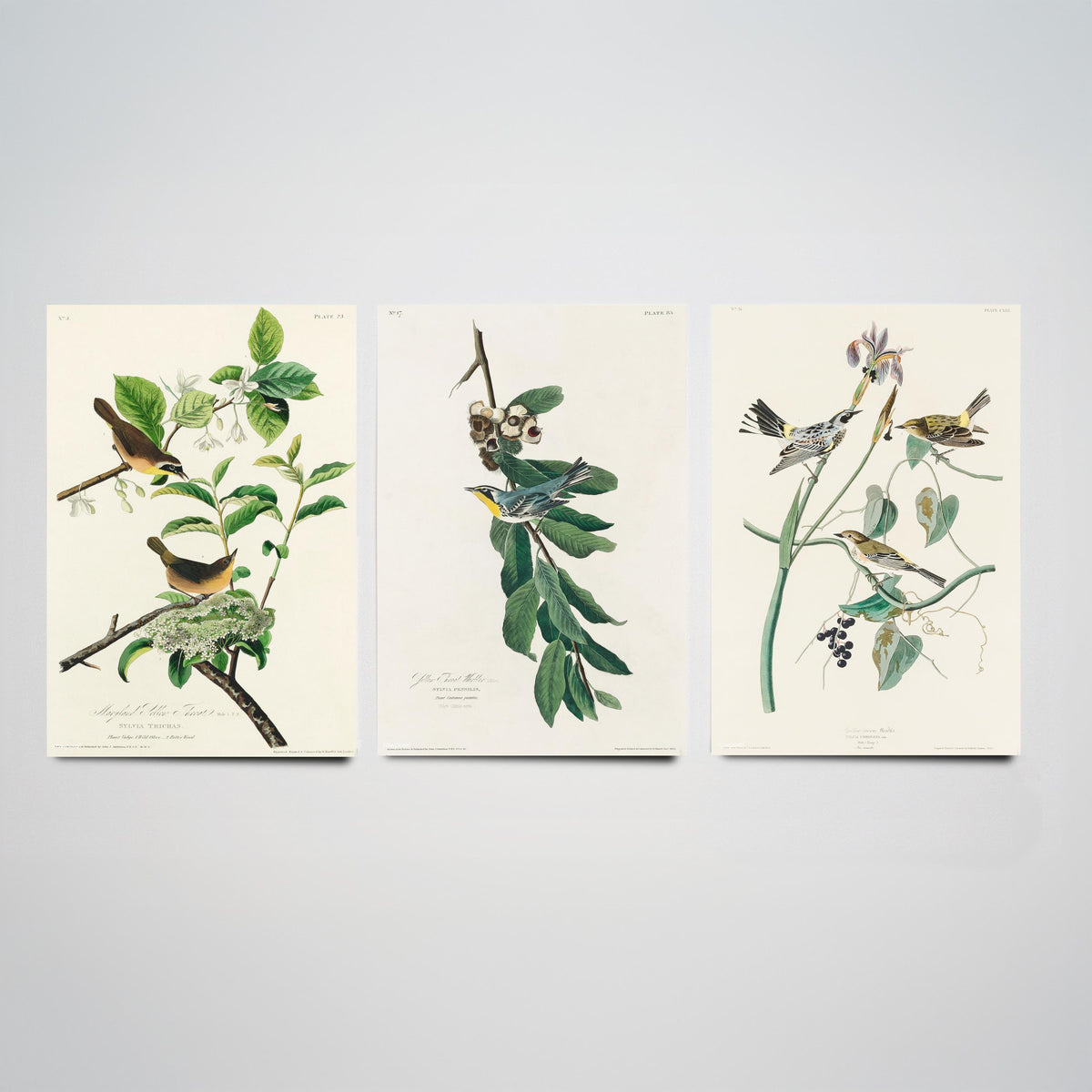 Set of Three John James Audubon Prints - Yellow-breasted Yellow-throated Yellow-crowned Warbler - 3 Bird Paintings Poster Wall Art