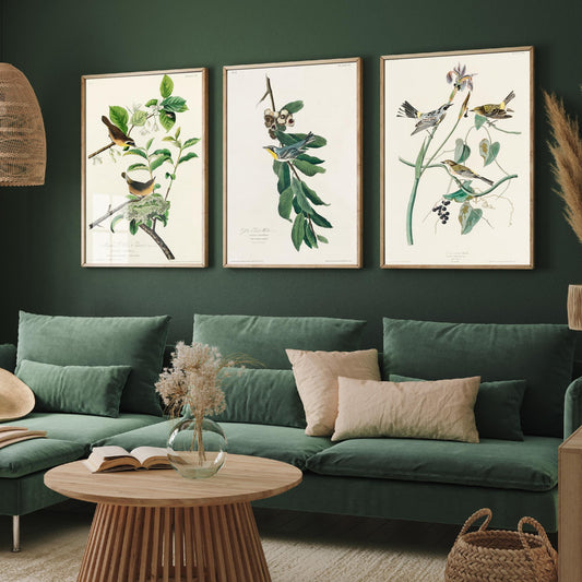 Set of Three John James Audubon Prints - Yellow-breasted Yellow-throated Yellow-crowned Warbler - 3 Bird Paintings Poster Wall Art
