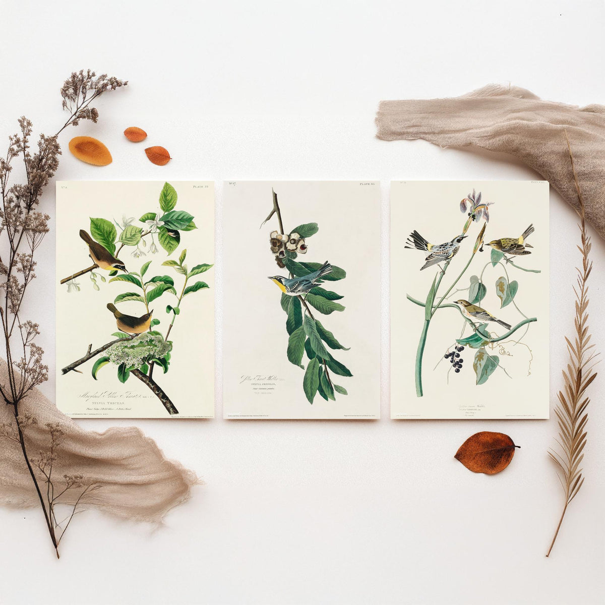 Set of Three John James Audubon Prints - Yellow-breasted Yellow-throated Yellow-crowned Warbler - 3 Bird Paintings Poster Wall Art