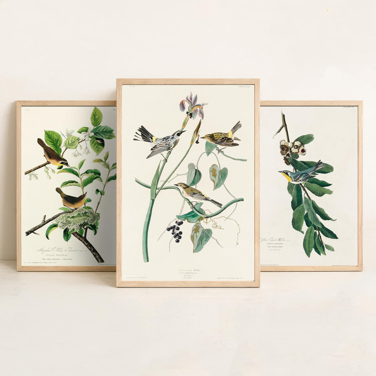 Set of Three John James Audubon Prints - Yellow-breasted Yellow-throated Yellow-crowned Warbler - 3 Bird Paintings Poster Wall Art