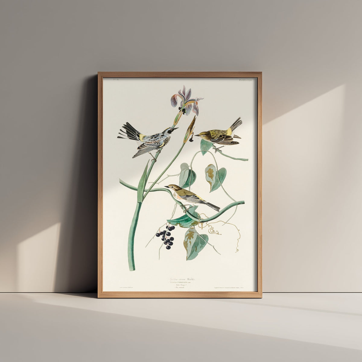 Yellow-rumped Warbler Art Print - John James Audubon Birds of America Myrtle Warbler Illustration Poster