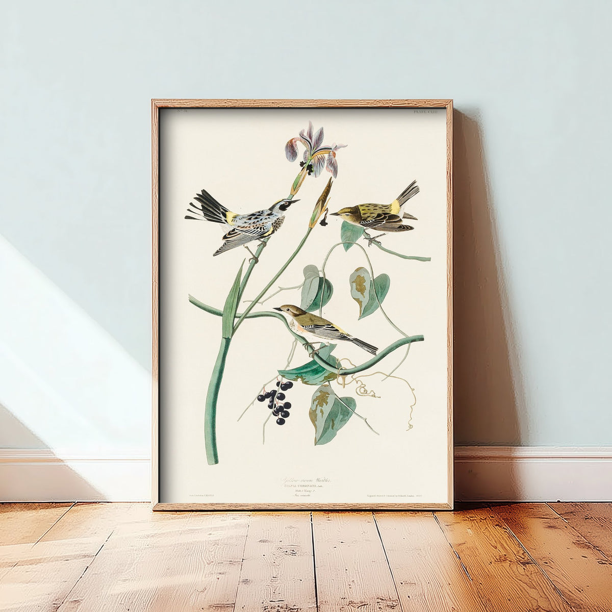 Yellow-rumped Warbler Art Print - John James Audubon Birds of America Myrtle Warbler Illustration Poster