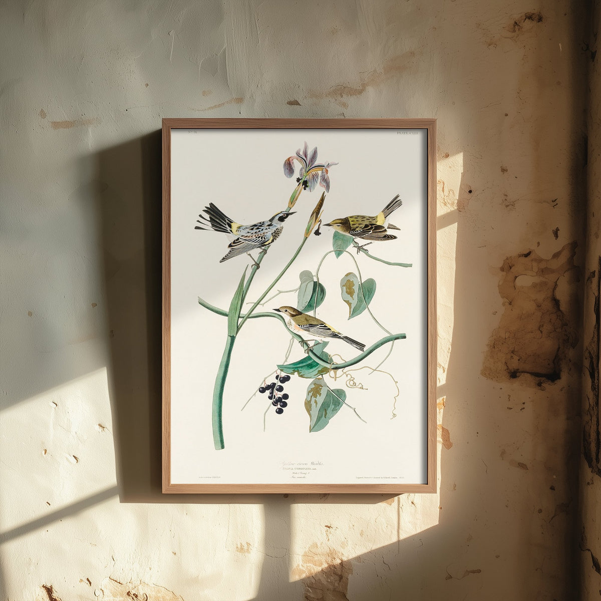 Yellow-rumped Warbler Art Print - John James Audubon Birds of America Myrtle Warbler Illustration Poster