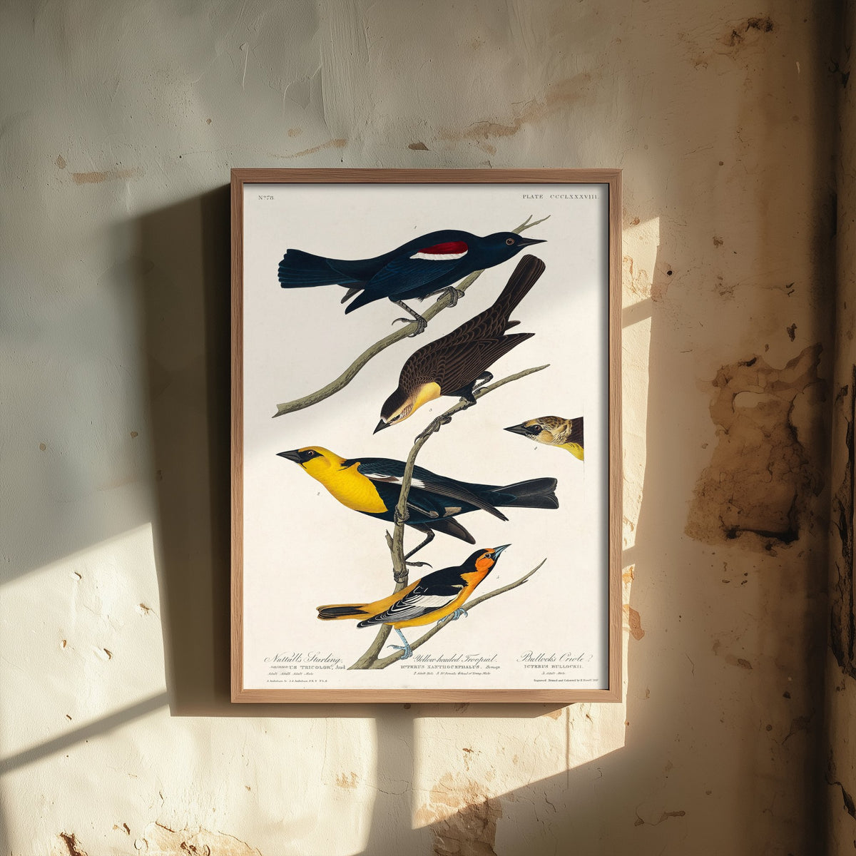 Yellow-headed Blackbird Art Print - John James Audubon Birds of America Vintage Bird Illustration Poster