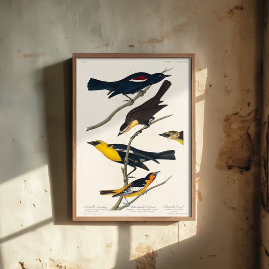 Yellow-headed Blackbird Art Print - John James Audubon Birds of America Vintage Bird Illustration Poster
