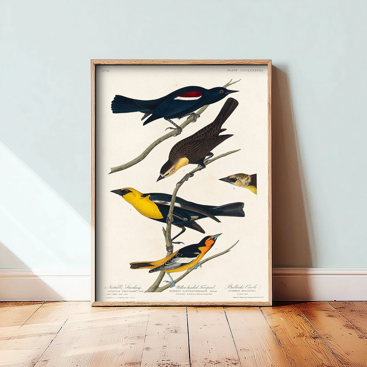 Yellow-headed Blackbird Art Print - John James Audubon Birds of America Vintage Bird Illustration Poster