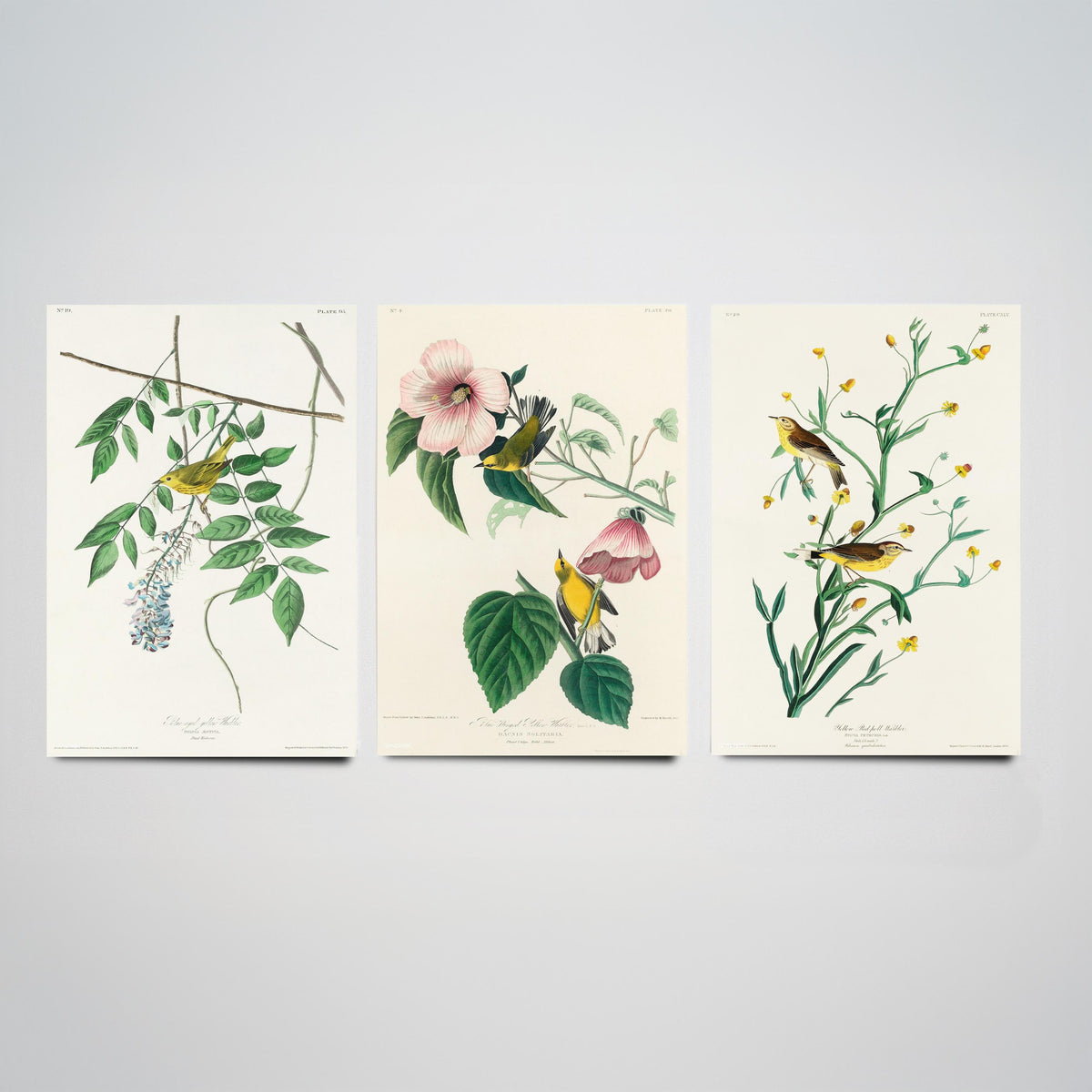 Set of Three John James Audubon Prints - Yellow Blue-winged and Palm Warbler - 3 Bird Paintings Poster Wall Art