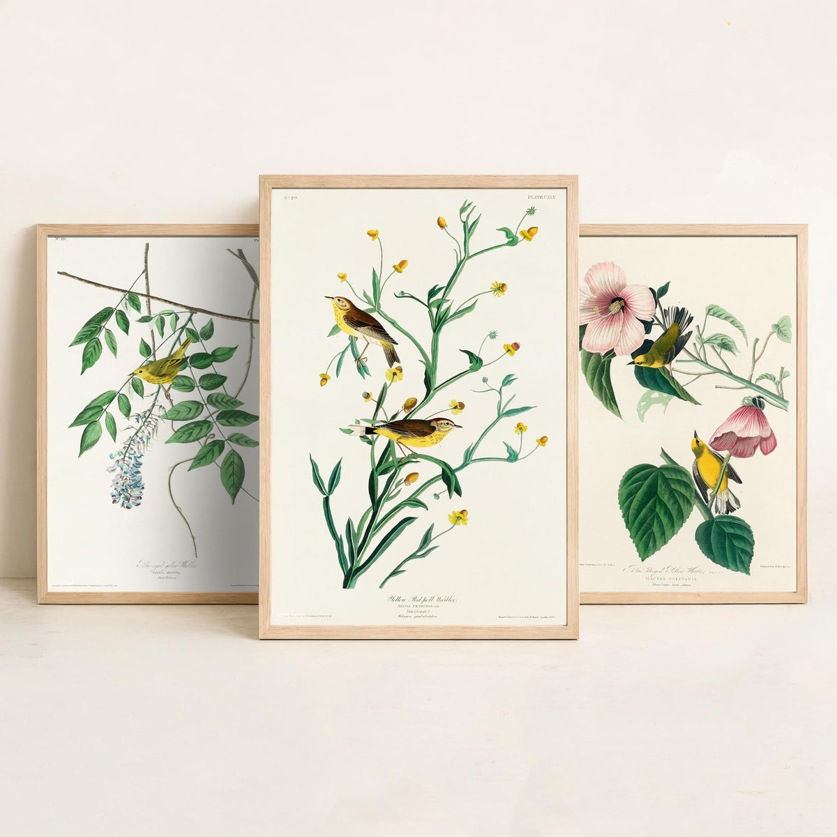 Set of Three John James Audubon Prints - Yellow Blue-winged and Palm Warbler - 3 Bird Paintings Poster Wall Art