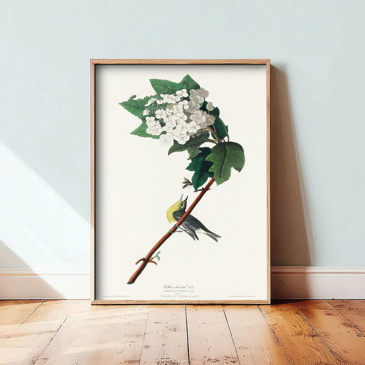 Yellow-throated Vireo Art Print - John James Audubon Birds of America Vintage Songbird Illustration Poster