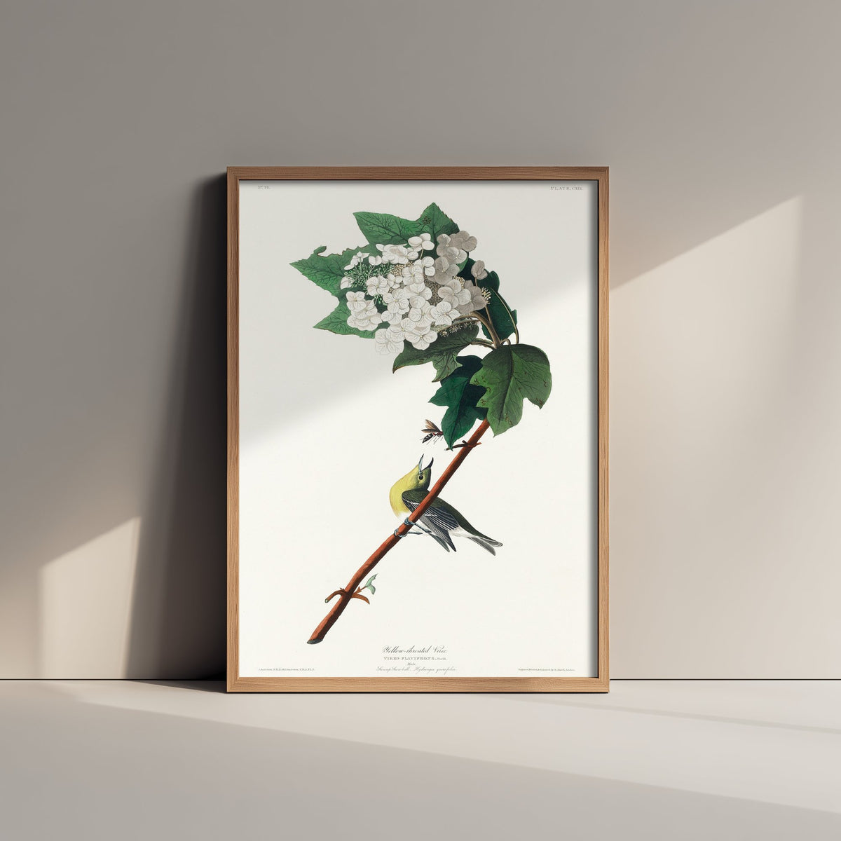 Yellow-throated Vireo Art Print - John James Audubon Birds of America Vintage Songbird Illustration Poster