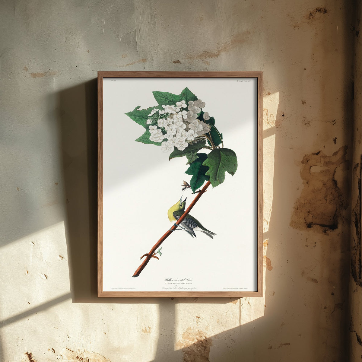 Yellow-throated Vireo Art Print - John James Audubon Birds of America Vintage Songbird Illustration Poster