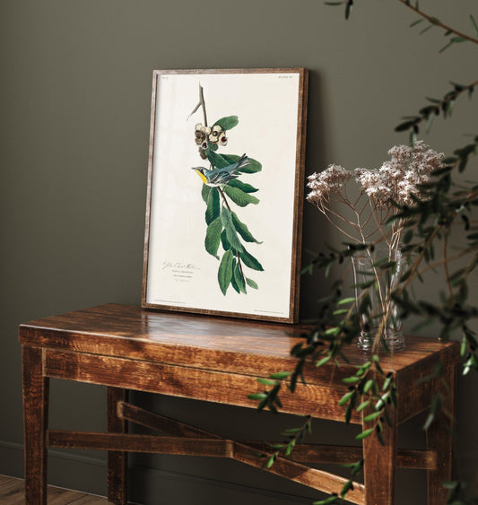 Yellow-throated Warbler Art Print - John James Audubon Birds of America Vintage Warbler Illustration Poster