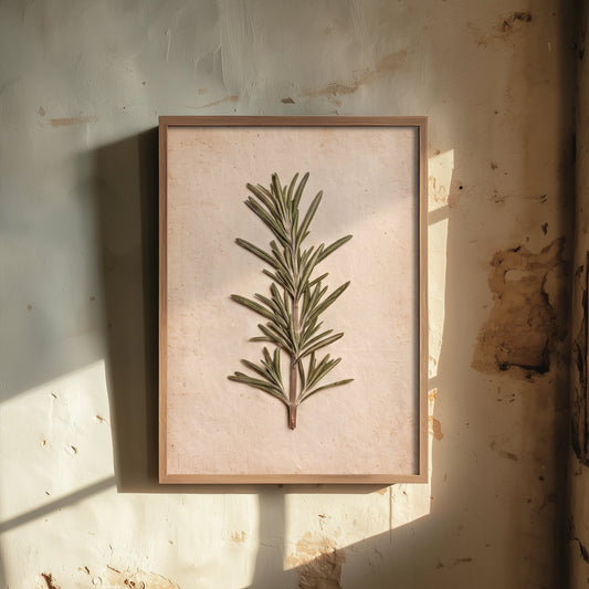 Pressed Rosemary Sprig Art Print - Vintage Herb Herbarium Photo - Green Kitchen Herb Poster 3/3