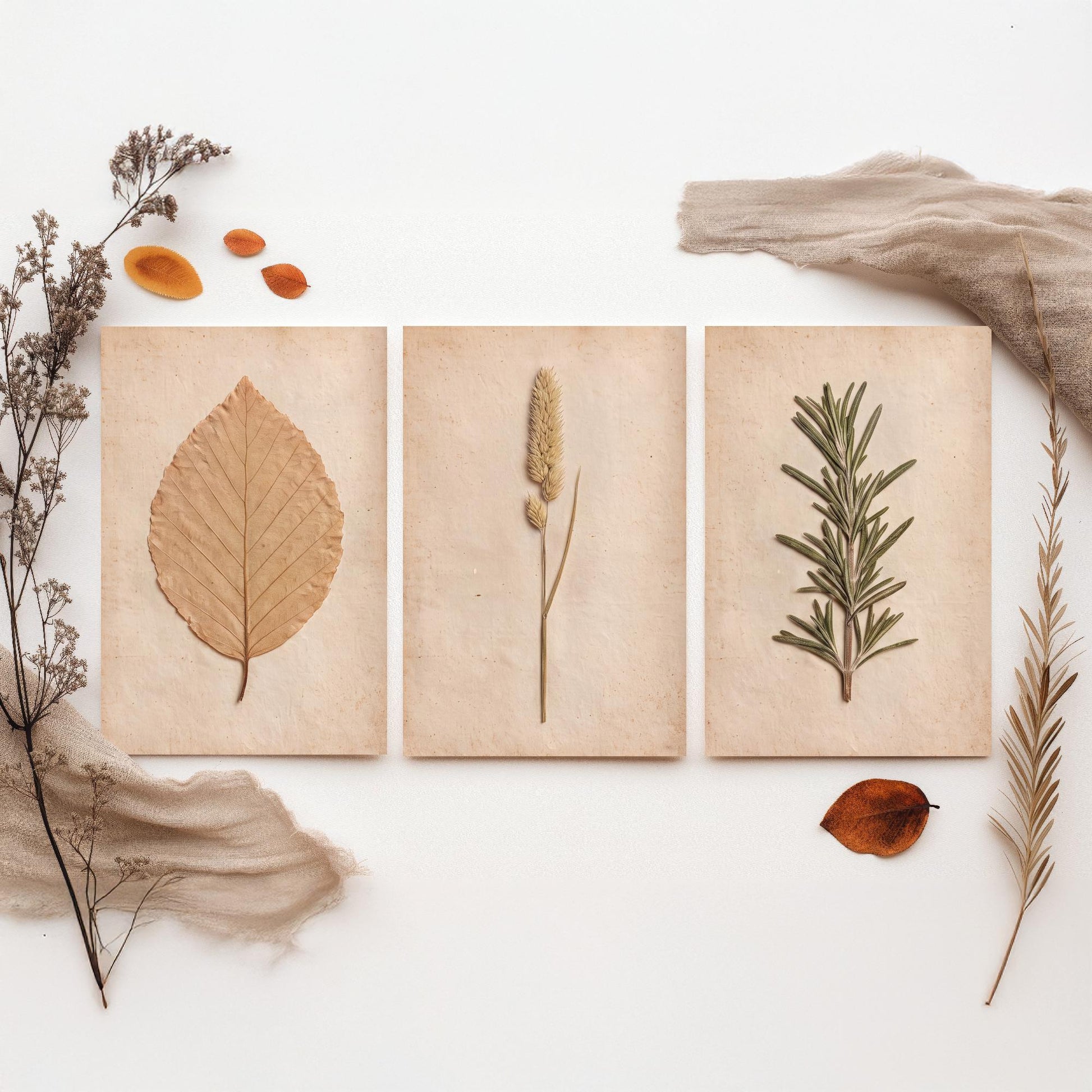 Pressed Botanicals Set of Three Art Prints - Beech Leaf Meadow Foxtail Grass and Rosemary - Vintage Herbarium Photo Posters