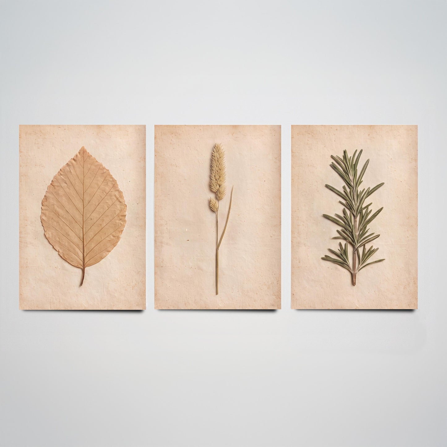 Pressed Botanicals Set of Three Art Prints - Beech Leaf Meadow Foxtail Grass and Rosemary - Vintage Herbarium Photo Posters