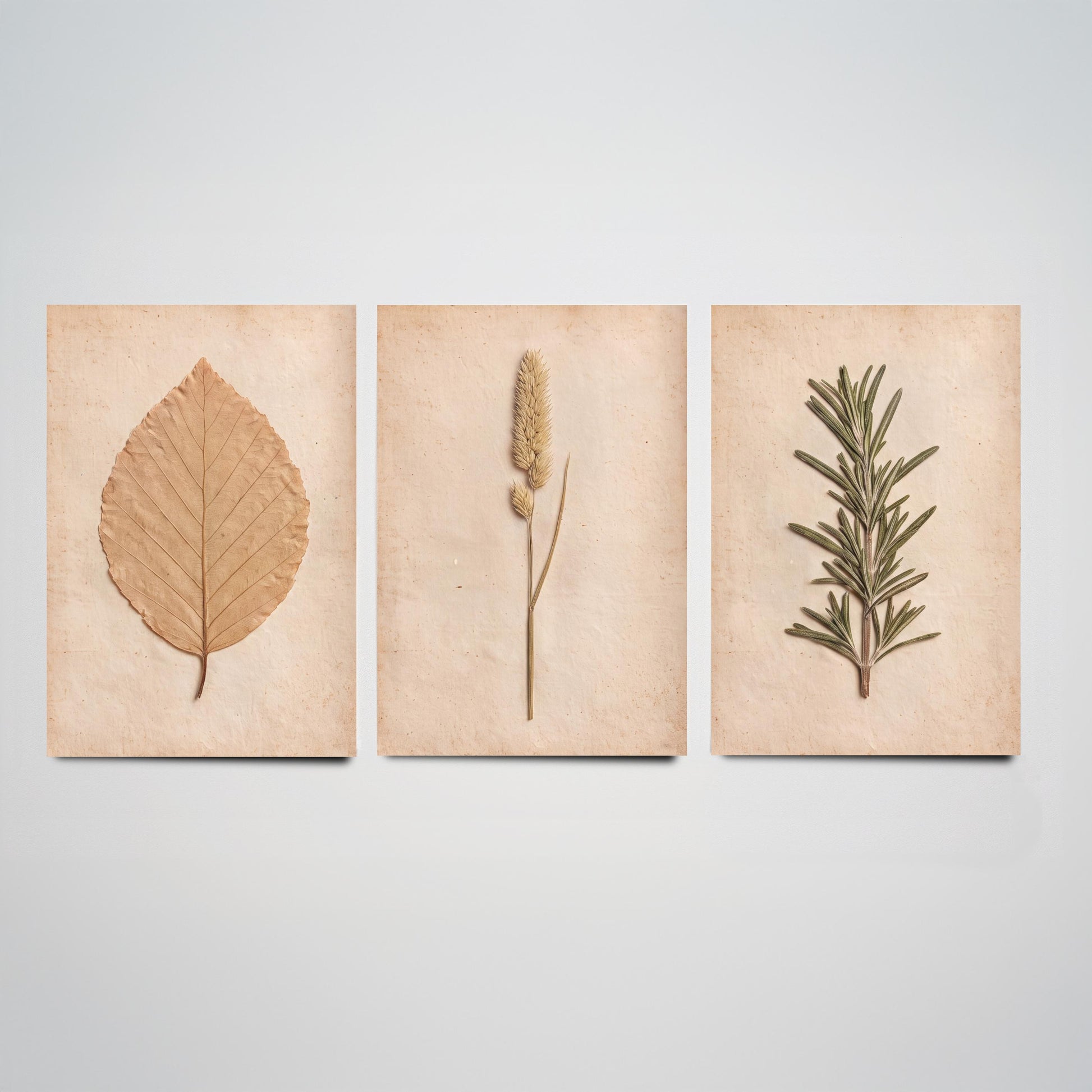 Pressed Botanicals Set of Three Art Prints - Beech Leaf Meadow Foxtail Grass and Rosemary - Vintage Herbarium Photo Posters