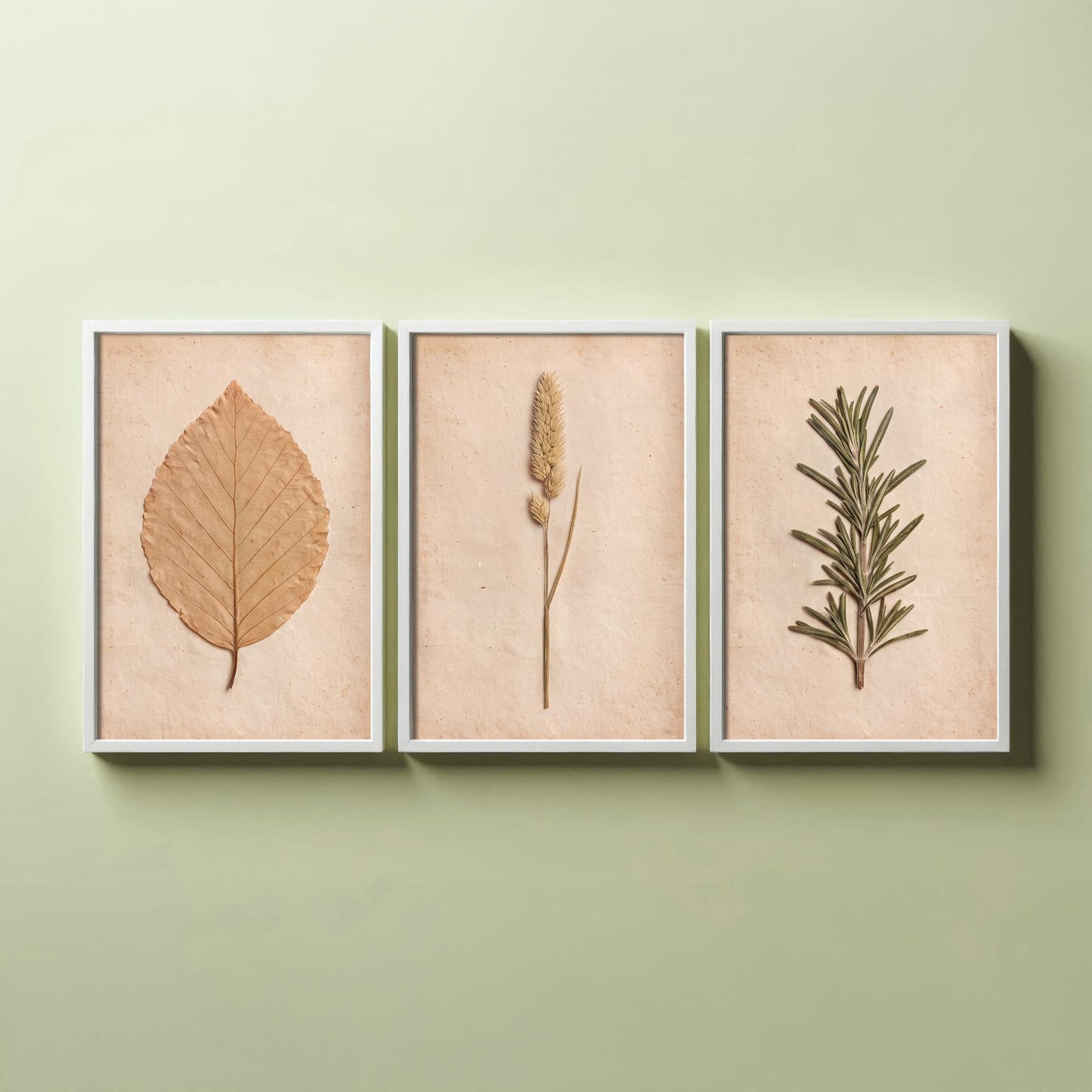 Pressed Botanicals Set of Three Art Prints - Beech Leaf Meadow Foxtail Grass and Rosemary - Vintage Herbarium Photo Posters