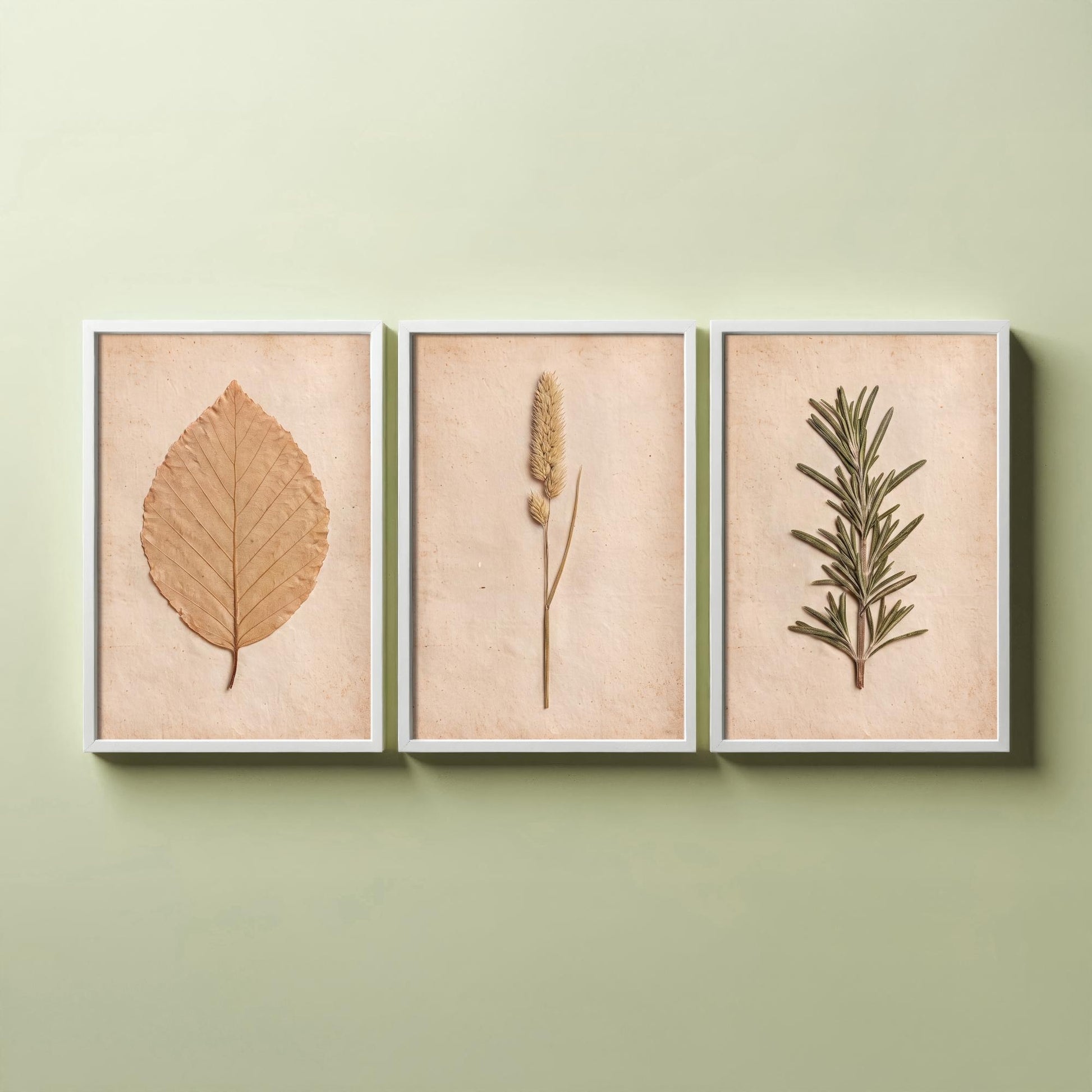 Pressed Botanicals Set of Three Art Prints - Beech Leaf Meadow Foxtail Grass and Rosemary - Vintage Herbarium Photo Posters