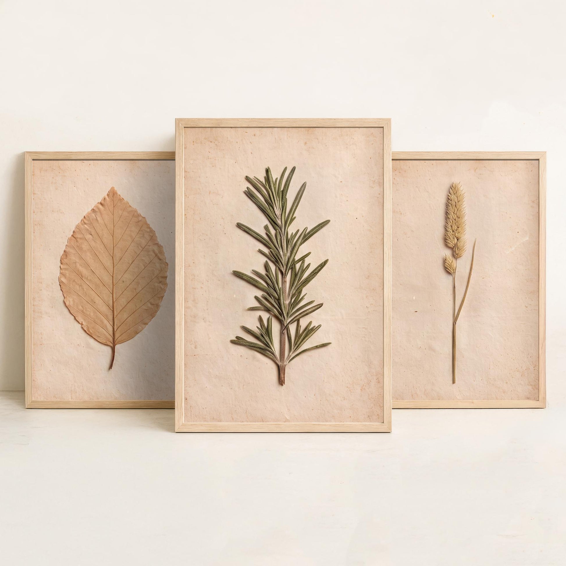 Pressed Botanicals Set of Three Art Prints - Beech Leaf Meadow Foxtail Grass and Rosemary - Vintage Herbarium Photo Posters