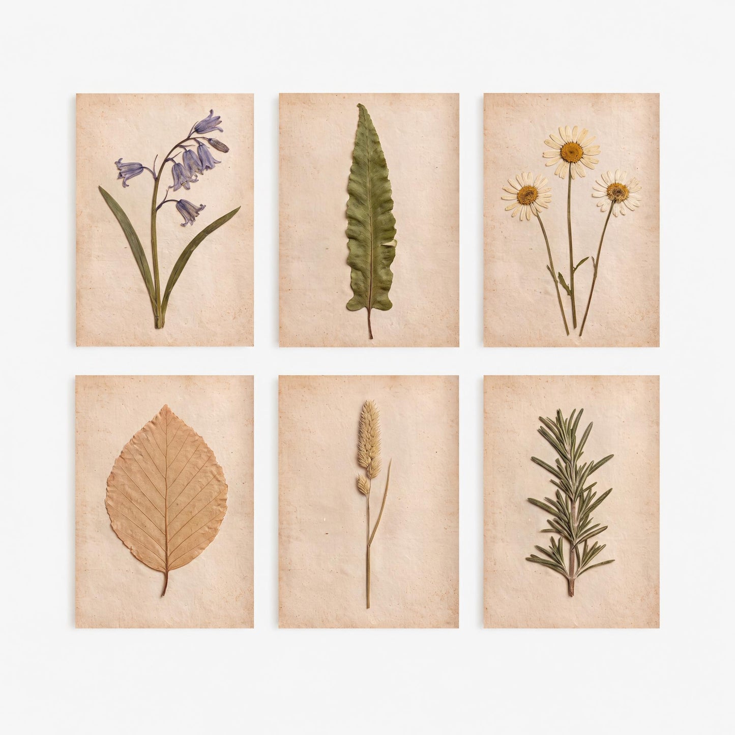 Set of Six Pressed Flower Art Prints - 6 Botanical Photo Posters - Bluebell, Daisy, Beech Leaf, Rosemary, Hart's Tongue Fern, Wild Grass