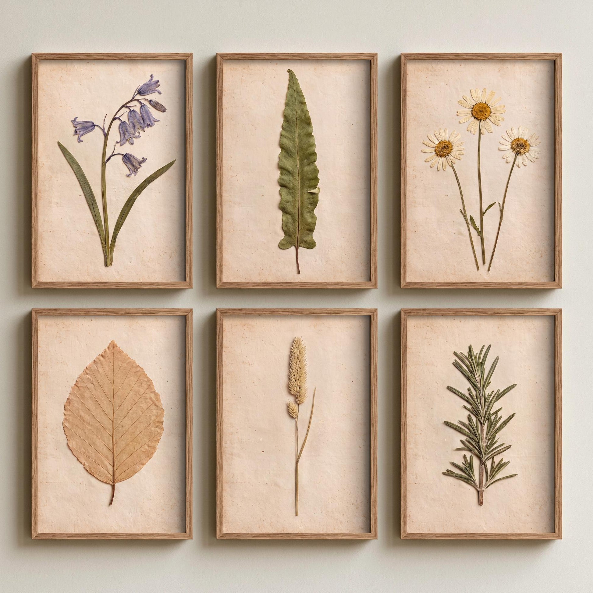 Set of Six Pressed Flower Art Prints - 6 Botanical Photo Posters - Bluebell, Daisy, Beech Leaf, Rosemary, Hart's Tongue Fern, Wild Grass