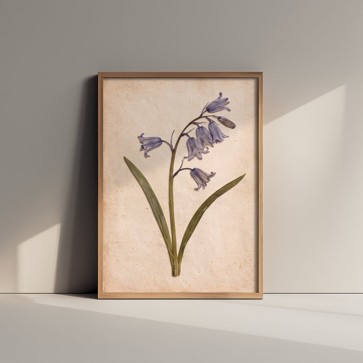 Pressed Bluebell Art Print - Vintage Wildflower Herbarium Photo - Blue Woodland Flower Poster 1/3