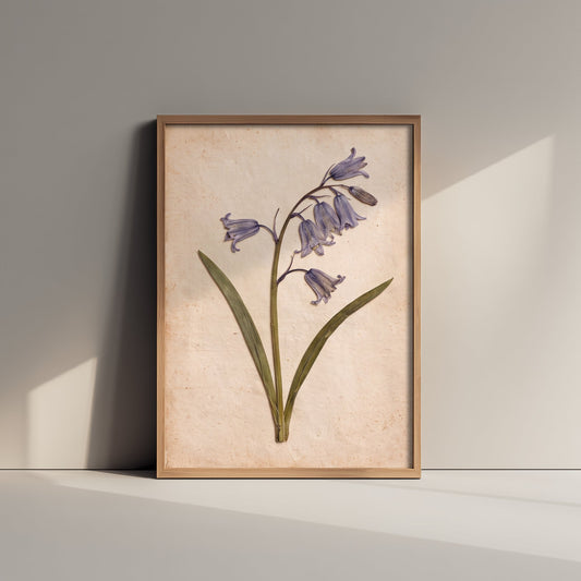 Pressed Bluebell Art Print - Vintage Wildflower Herbarium Photo - Blue Woodland Flower Poster 1/3