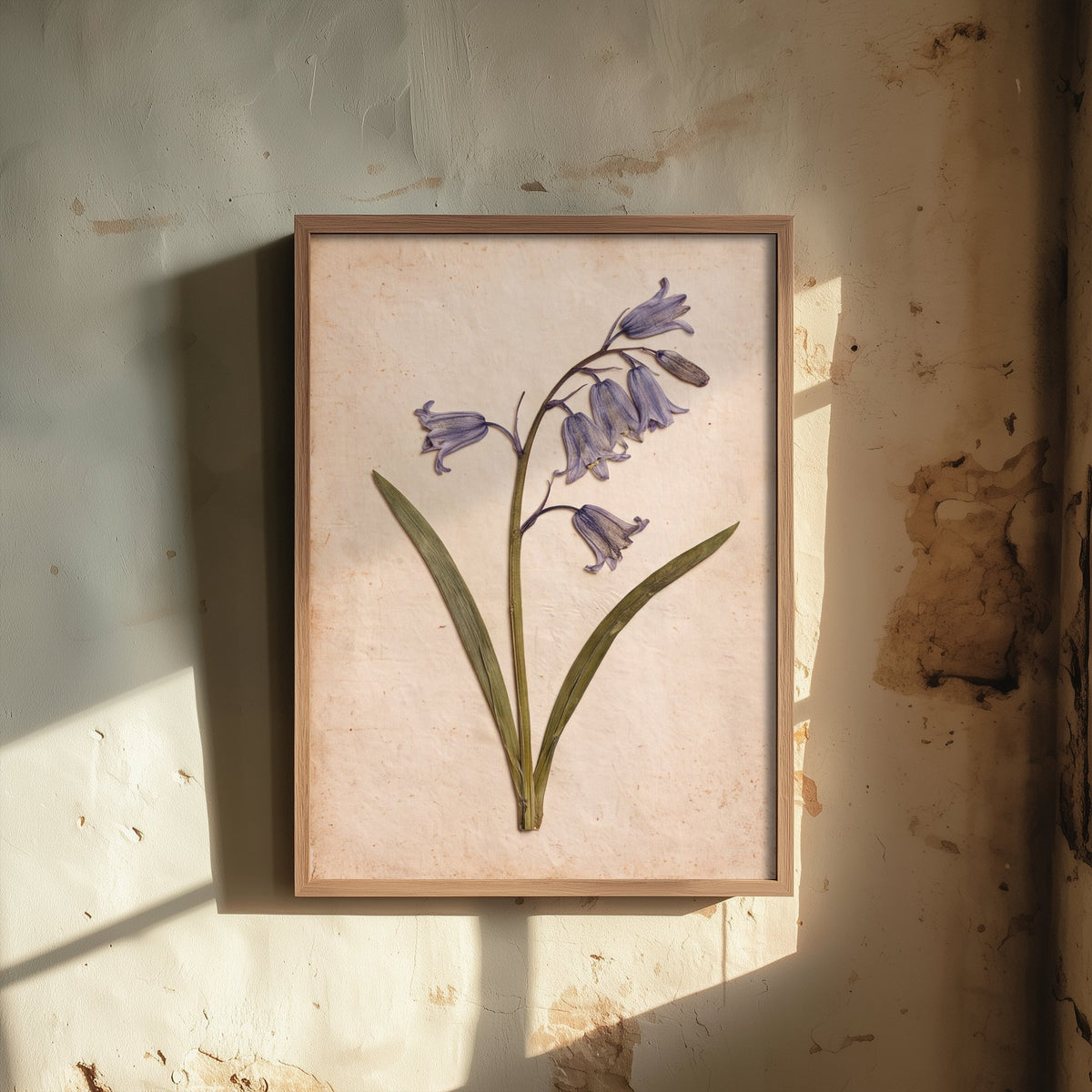 Pressed Bluebell Art Print - Vintage Wildflower Herbarium Photo - Blue Woodland Flower Poster 1/3