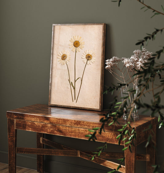 Pressed Daisy Art Print - Vintage Wildflower Herbarium Photo - Ox Eye Daisy Meadow Flower Poster 3/3