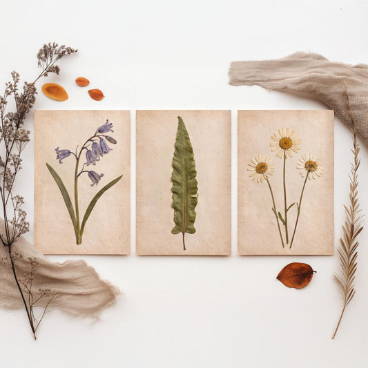 Set of Three Pressed Flower Art Prints - Bluebell Hart's Tongue Fern and Daisy - Vintage Woodland Herbarium Posters - Botanical Photo
