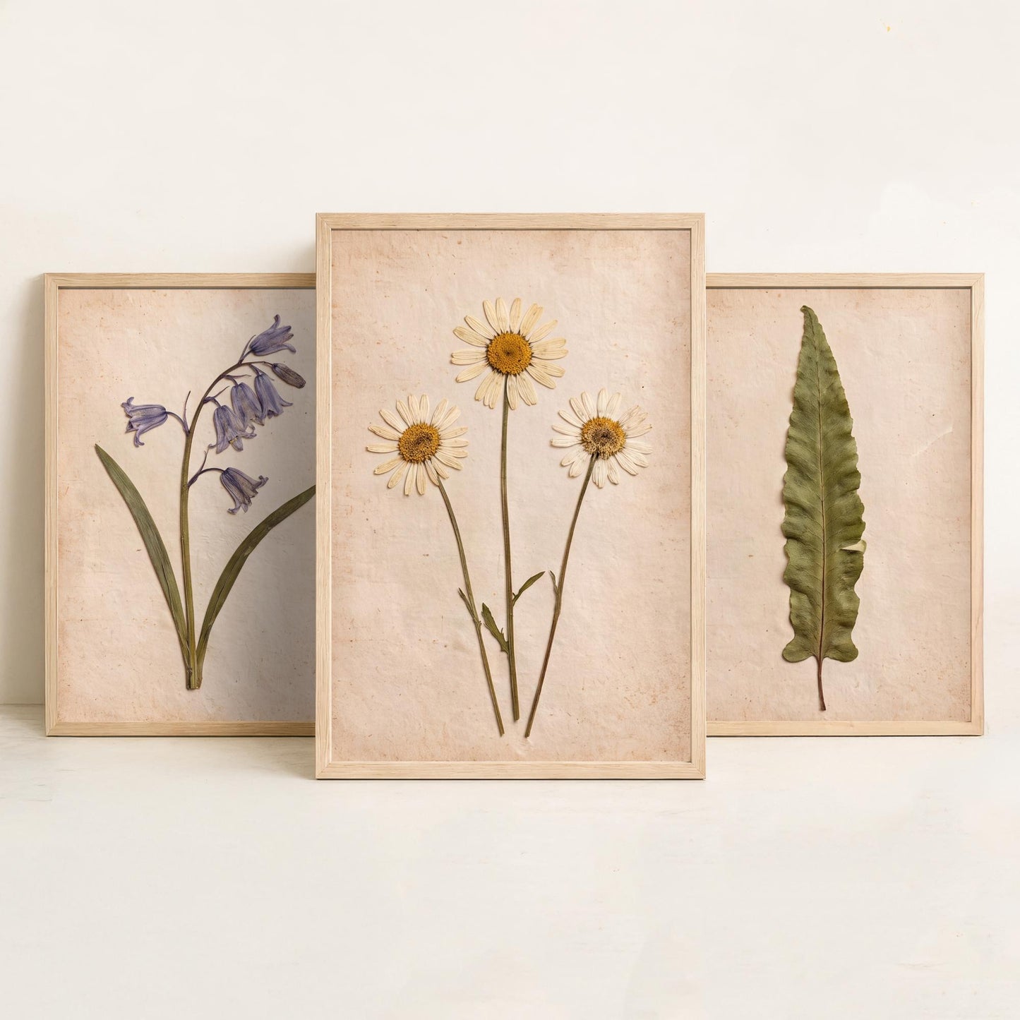 Set of Three Pressed Flower Art Prints - Bluebell Hart's Tongue Fern and Daisy - Vintage Woodland Herbarium Posters - Botanical Photo