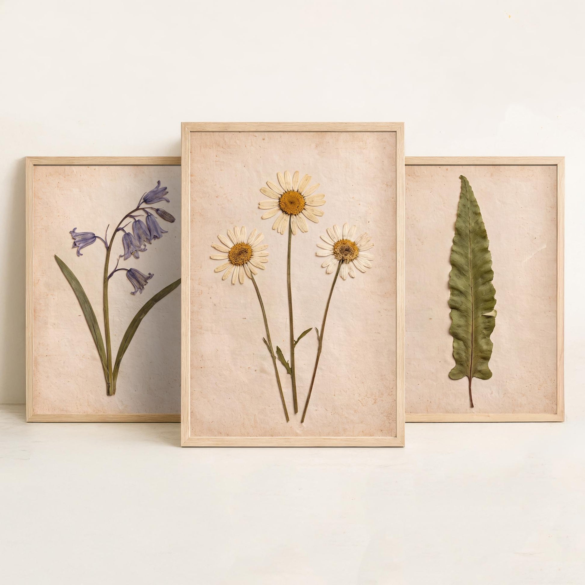Set of Three Pressed Flower Art Prints - Bluebell Hart's Tongue Fern and Daisy - Vintage Woodland Herbarium Posters - Botanical Photo
