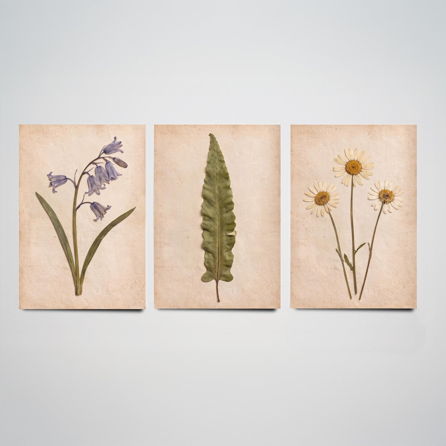 Set of Three Pressed Flower Art Prints - Bluebell Hart's Tongue Fern and Daisy - Vintage Woodland Herbarium Posters - Botanical Photo