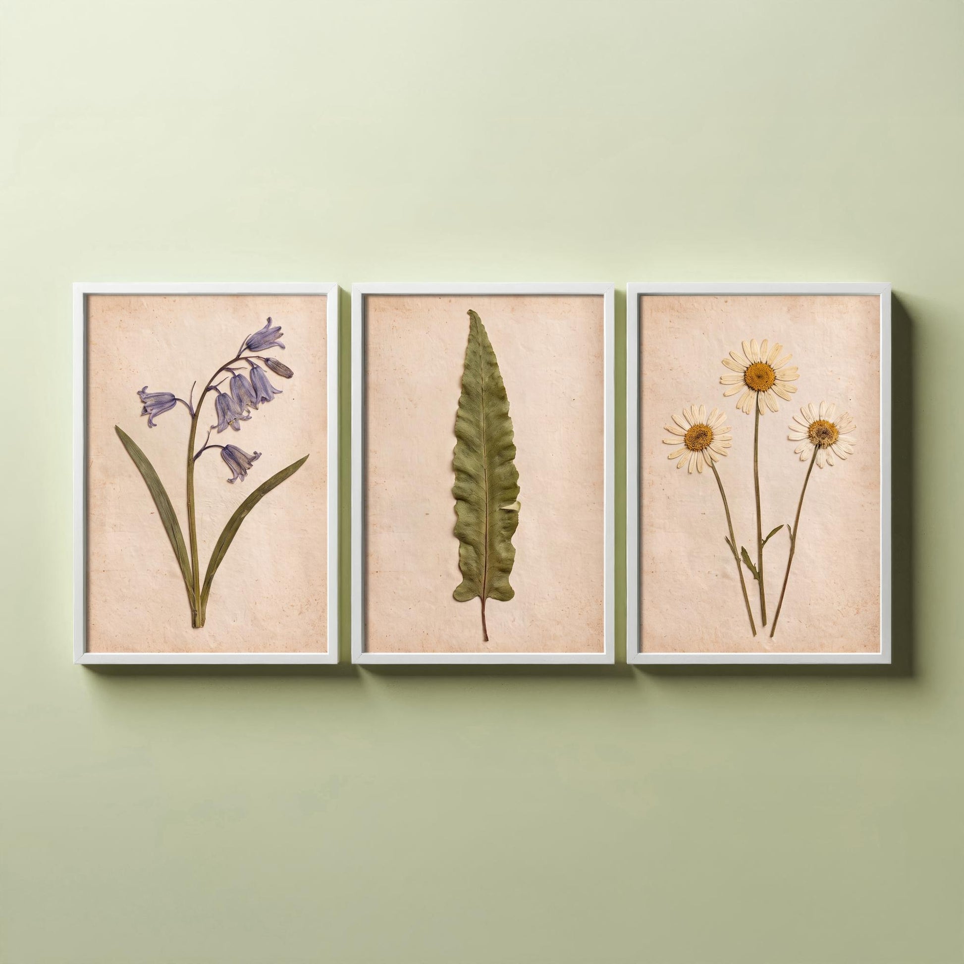 Set of Three Pressed Flower Art Prints - Bluebell Hart's Tongue Fern and Daisy - Vintage Woodland Herbarium Posters - Botanical Photo